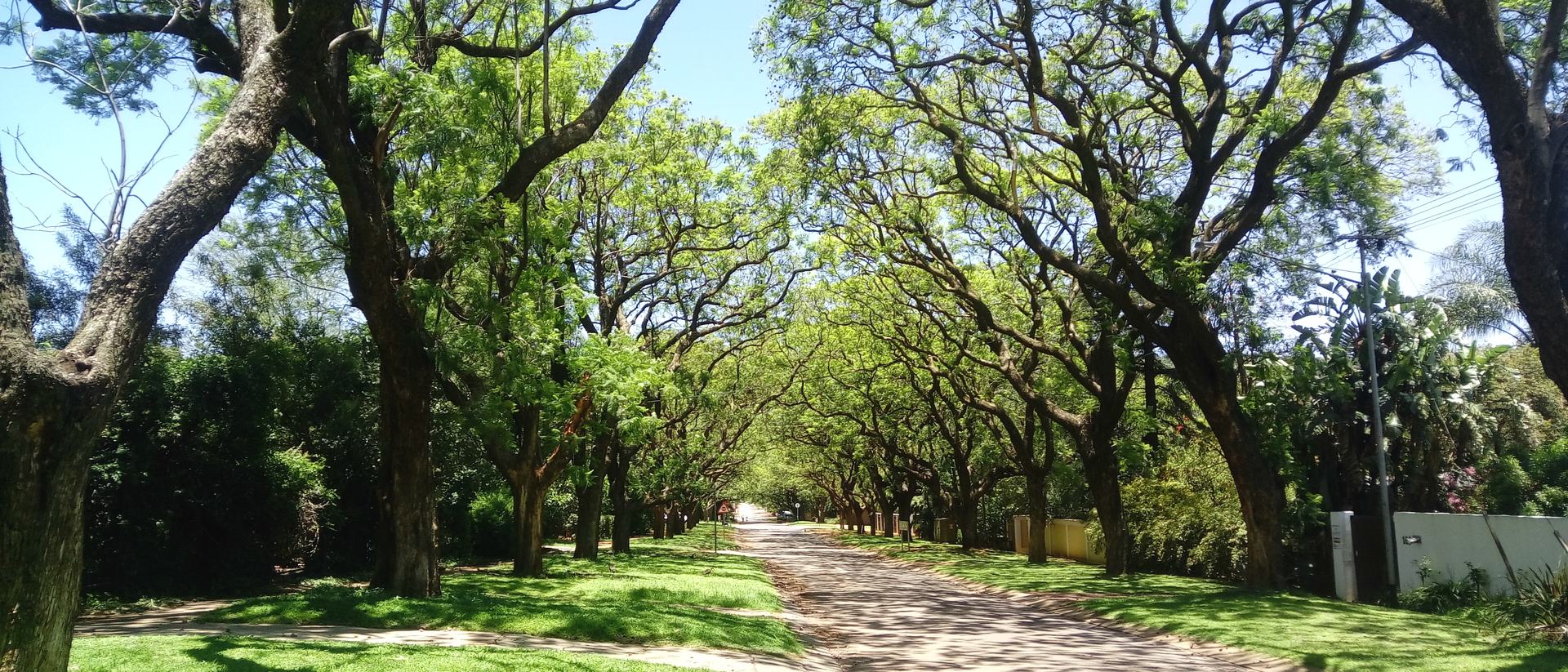 A tree-lined residential street in Brooklyn, Pretoria, with mature street trees and a boundary wall along the pavement.