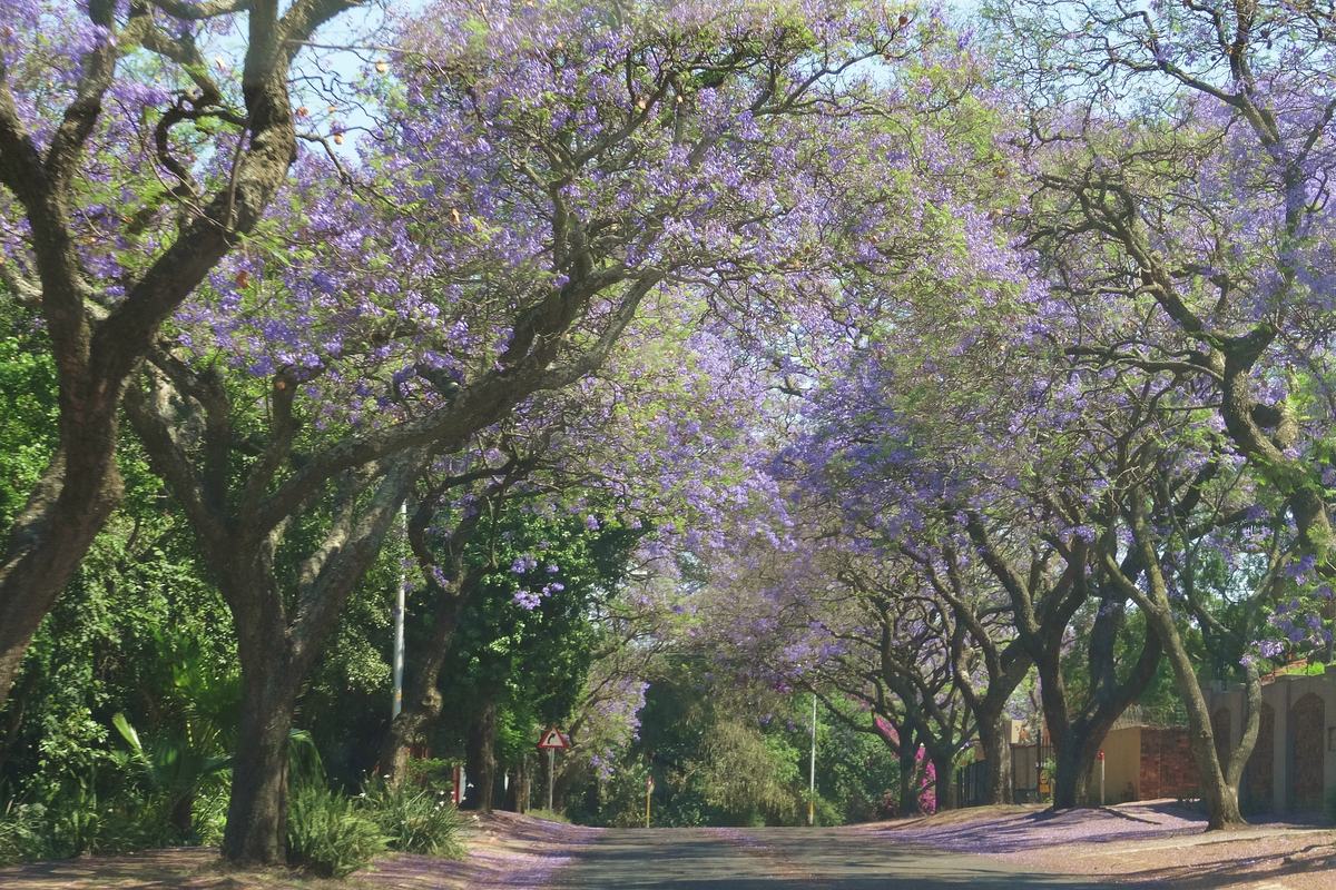 Jacaranda trees in full bloom over a quiet street in Waterkloof, Pretoria, in October - the month the Highveld storm season starts.